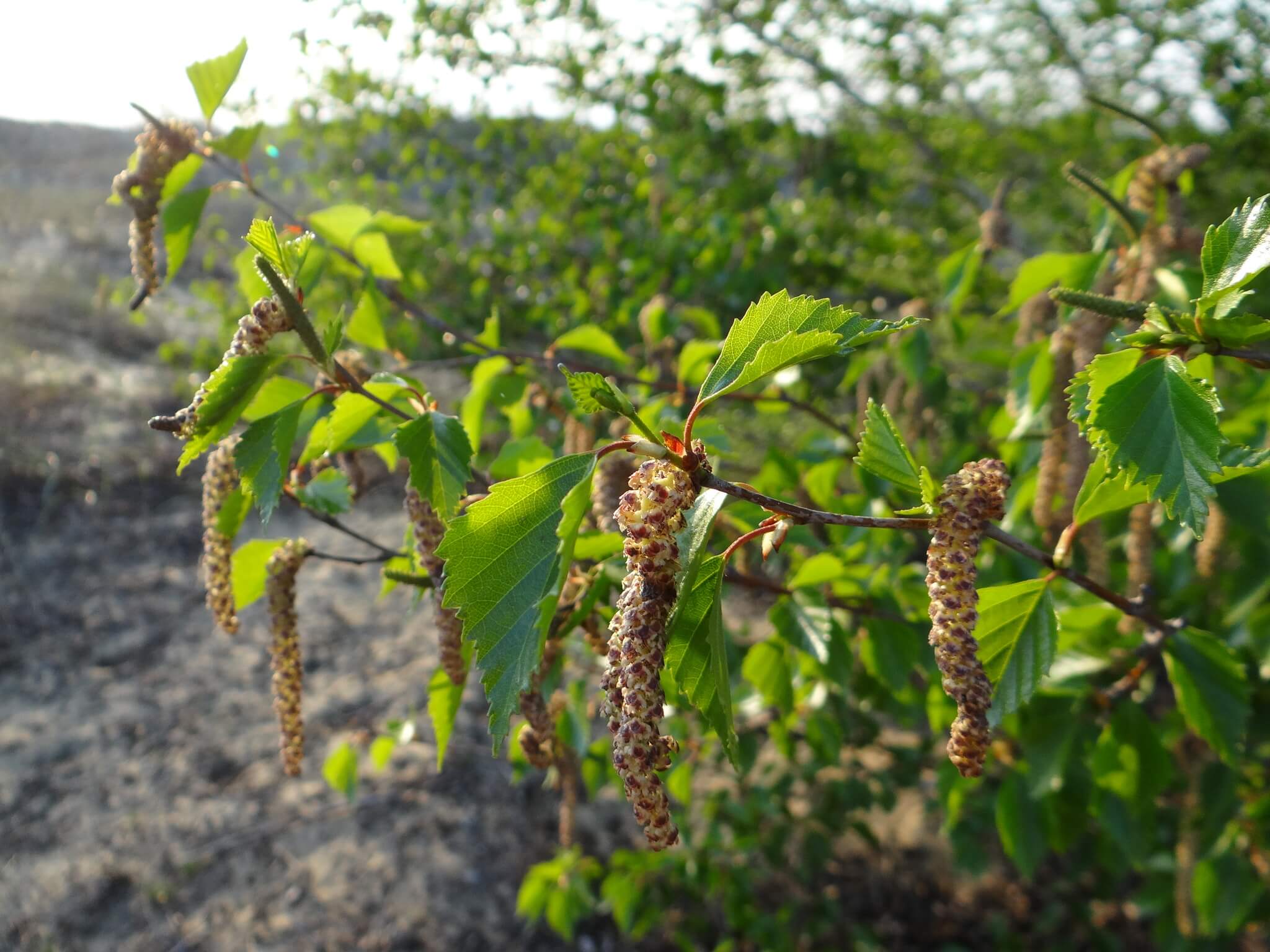 Betula alba